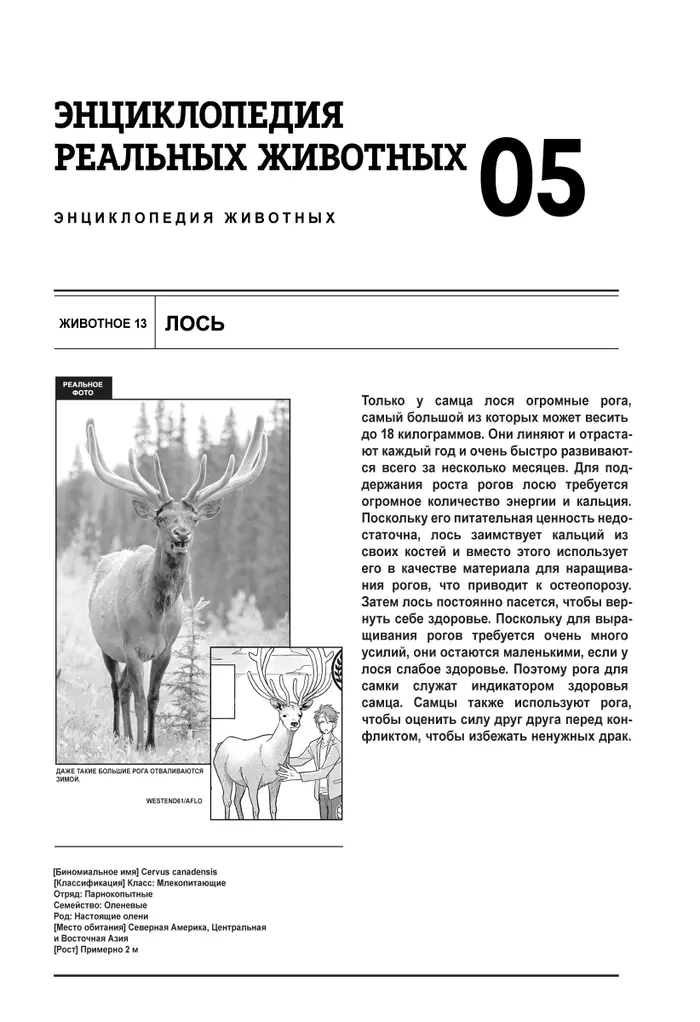 Страница 17