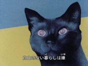Cat's Eye Love